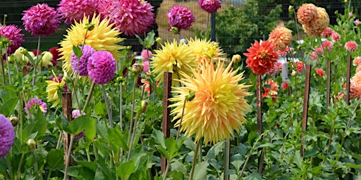 Caring For Your Dahlias In Bloom