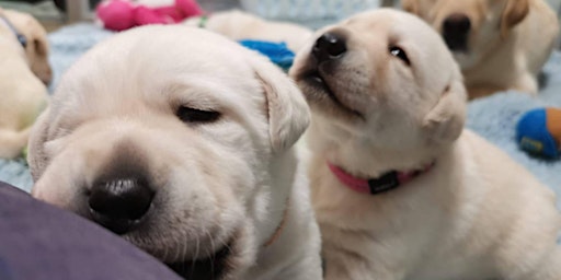 Seeing Eye Dogs puppy caring information session