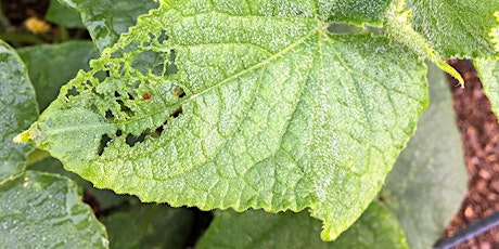 Garden Pests: Organic Prevention and Treatment Workshop