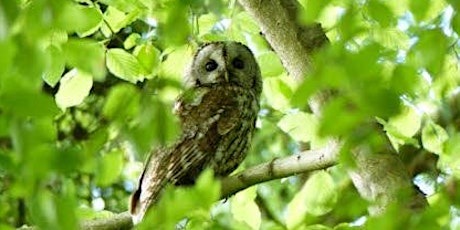 Owl Prowl primary image