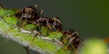 Ants Webinar