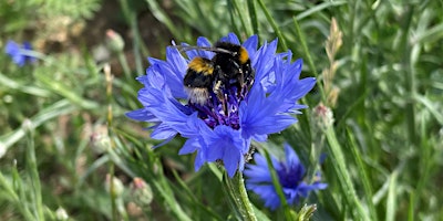 Bee Survey at Winton Recreation Ground