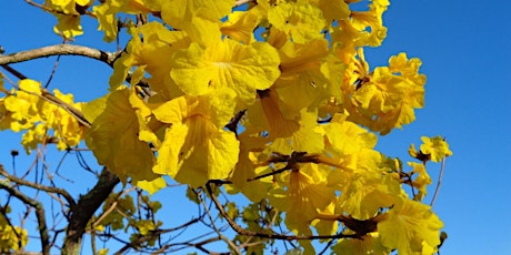 Trees Osceola-Arboles con Flores para su jardín-Jueves 29 de septiembre 6pm