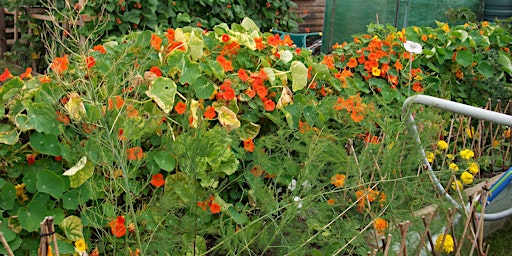 Managing garden pests & diseases in a nature friendly way
