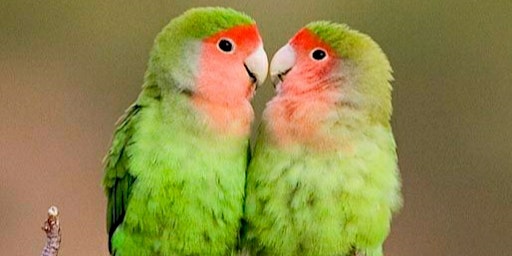 For the Love Birds!