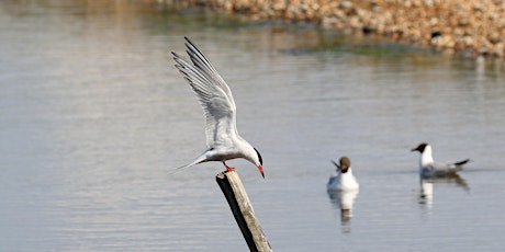 Autumn Bird Migration Walk @ Pegwell Bay primary image