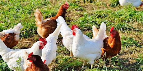 Farmhouse Family Day: Chicken Eggstravanganza