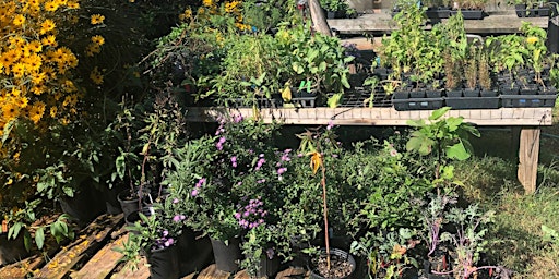 A Wild Ones Weekend of Native Plants + PLANT SALE!