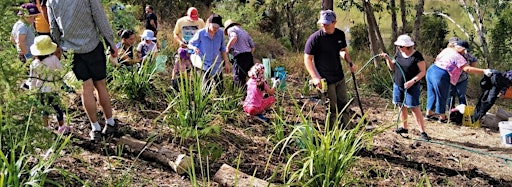 Collection image for Bushcare Volunteering and Tree Plantings