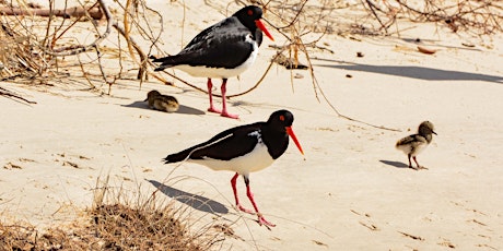 Nature Talks in the Library: Beach Nesting Birds of Lake Illawarra