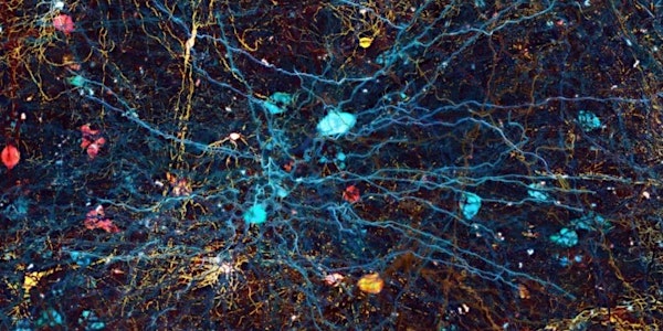 CCCB- Human Brain Project Una cartografia del cervell