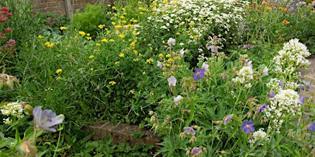 Using “weeds” and wildflowers in a traditional garden setting