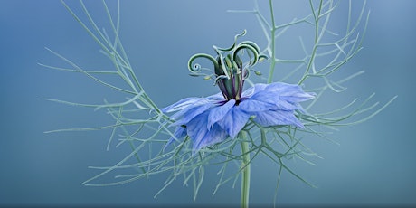 PHOTOGRAPHY TALK:  Creative flower & plant photography, with Molly Hollman