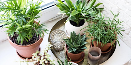 Houseplants That Purify the Air