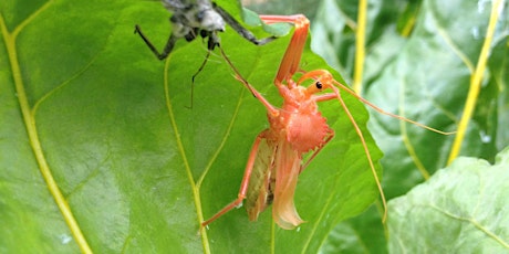 Biological Pest Control Presentation primary image