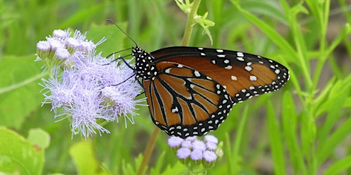 Growing Up Wild: Flutterfly Butterfly