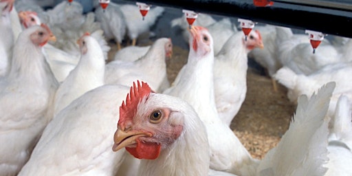 Poultry Farm Management for New & Existing Growers