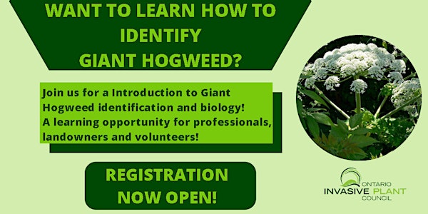 An Introduction to Giant Hogweed: Identification and Biology