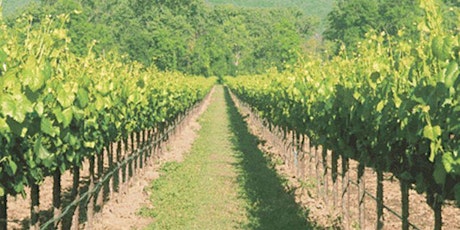 Carbon Farming and Sequestration in Vineyards primary image