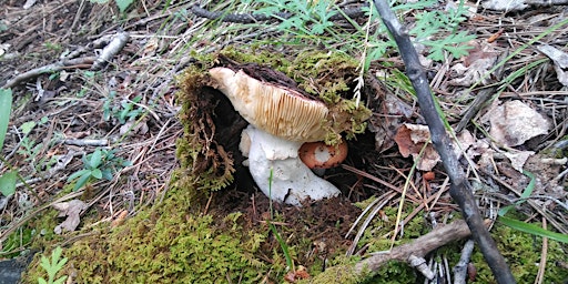 Mountain Mushroom and Herb Walk