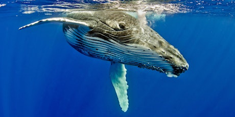 Whales: Ask an Expert