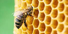 Bee Keeping Workshop at Higham Hill Library primary image