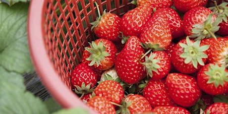 7cake® - The Freshest Strawberry Moment primary image