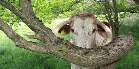 Epping Forest Summer holiday art activity: A bit of a moo primary image