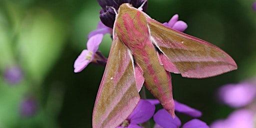 Gwyfynod Gwych - Marvellous Moths