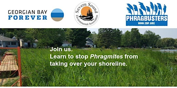 Free Phragmites Workshop, Midland