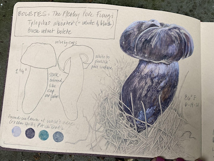 Illustrating Fungi: Create a Sketchbook of Observations image
