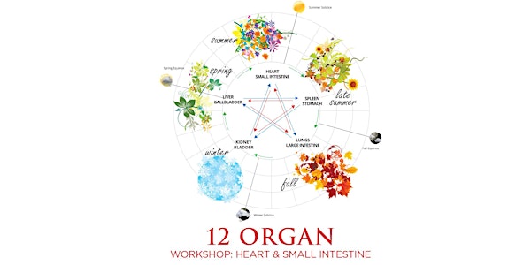 12Organ Workshop: Heart & Small Intestine