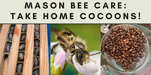Fall Mason Bee Care