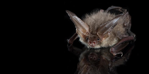 Bats on Longmoor