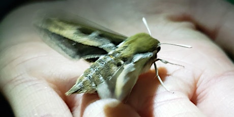 Fly By Night: Moth-lighting in the Weaselhead