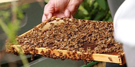 Beginning Beekeeping: Bees in Winter and Preparing to Beekeep Next Year