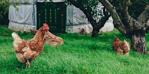 Backyard Chickens and Small Flock Care Workshop - July 12th