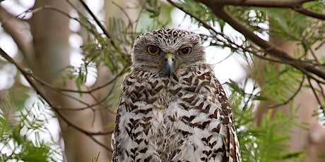 BirdLife Southern Queensland's Owl Workshop - Mt Coot-tha primary image