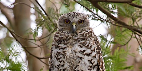 Imagen principal de BirdLife Southern Queensland's Owl Workshop - Toohey Forest