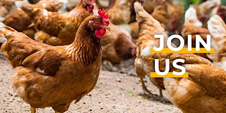 Meetup and Protest for Chicken Welfare: Brighton