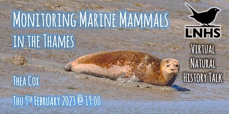 Monitoring Marine Mammals in the Thames by Thea Cox