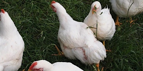 Pastured Poultry Hands-On Processing Workshop