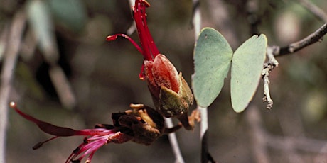 Melbourne - Level 2 - Australian Bush Flower Essences primary image