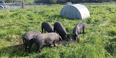 Farm Experience - Rare Breed Pigs