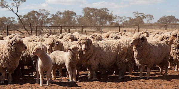 Productivity Performance and Profit - managing your breeding flock for profit - WARREN