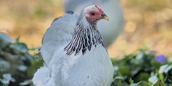 Keeping healthy and happy backyard chickens