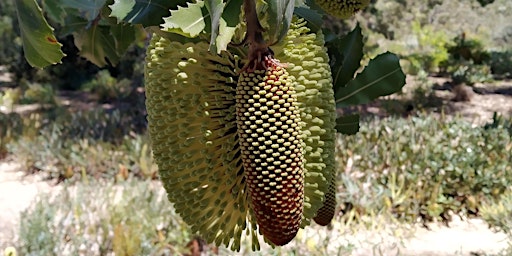 BANKSIAS - BOLD, BRASH AND BRILLIANT GUIDED WALK