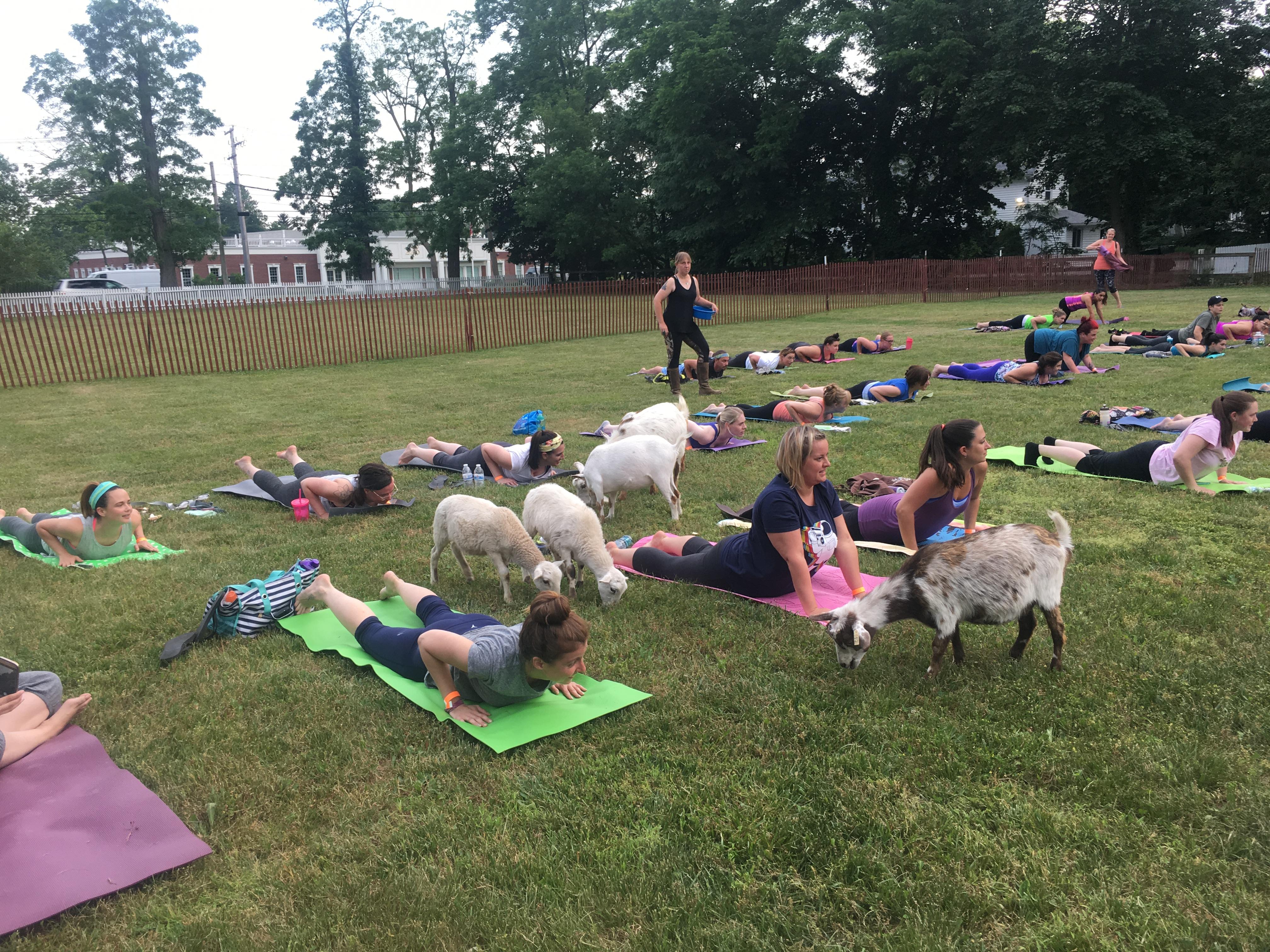 Goat Yoga (Experienced Yoga Practice)