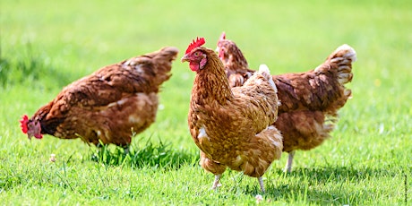 Backyard Flock Series - Reportable Diseases