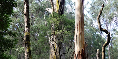 Learnings from the Otways Forest Campaign primary image